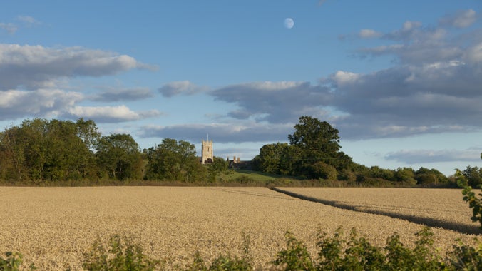 A view over a wheatfield towards Coleshill village, Oxfordshire, on a summer's evening